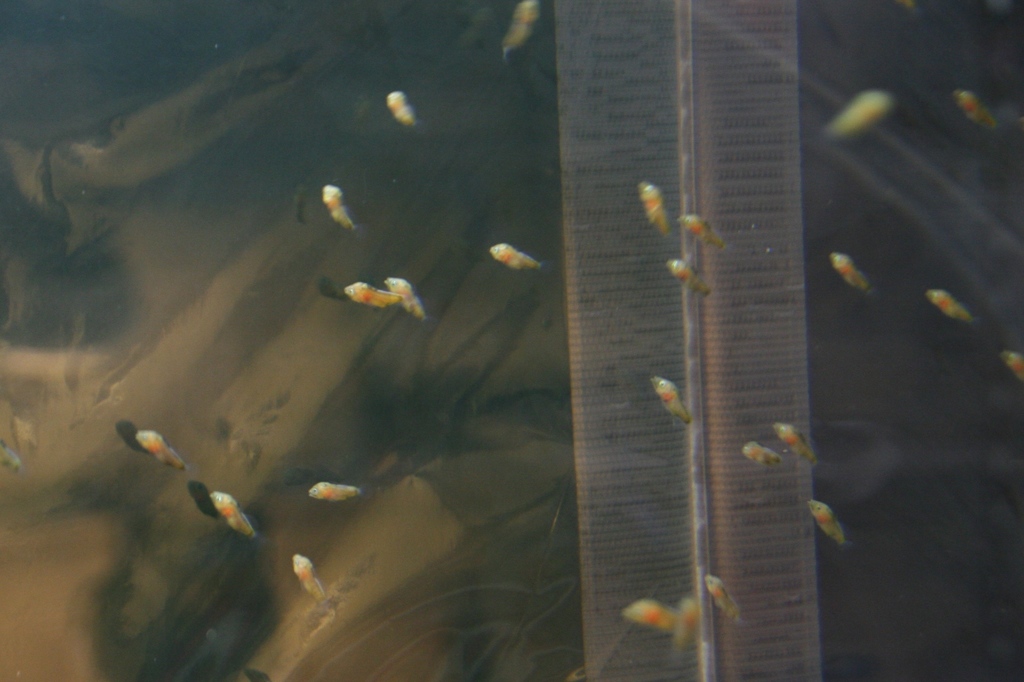 水槽の透明なガラス越しに、オレンジ色と白色の小さなクチバシカジカの小さな稚魚がたくさん泳いでいる様子の写真