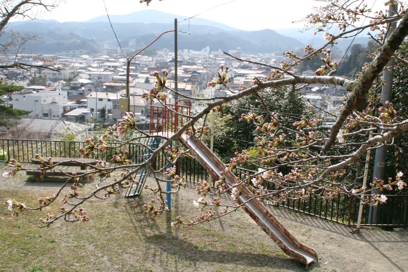 住宅街とその奥の山々を臨む、高台にある見晴らしの良い公園で、滑り台の傍にある桜の木の枝にピンク色のつぼみがふくらみ始めている様子を撮影した写真
