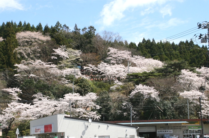 東山の斜面の桜の木々が、たくさんの薄ピンク色の花を満開に咲かせ、奥には濃い緑の針葉樹の森が見える様子を写した写真