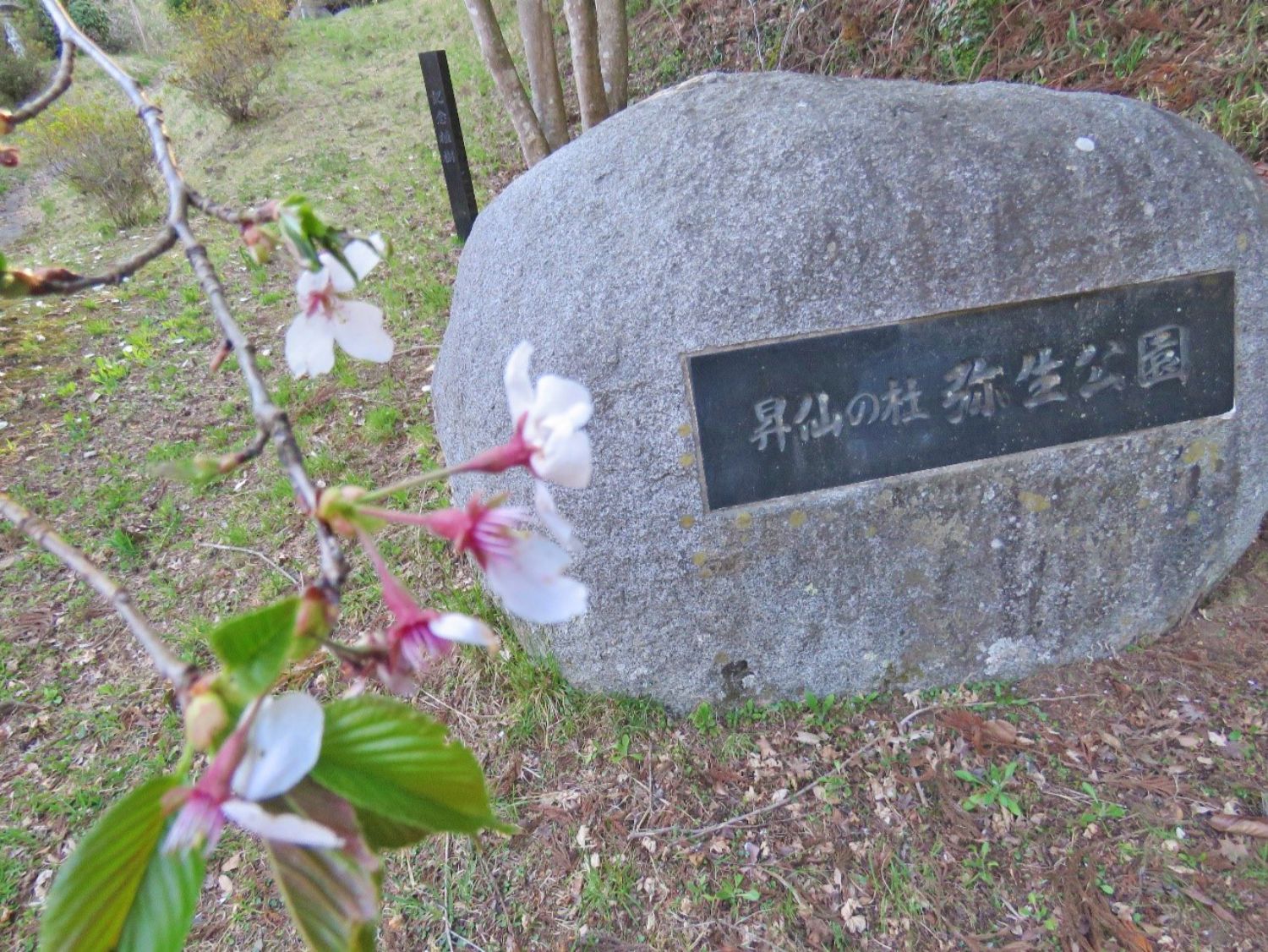 薄いピンク色の花が咲き始めた桜の枝越しに「昇仙の杜 弥生公園」と書かれた黒い銘板付きの丸い石碑を撮影した写真