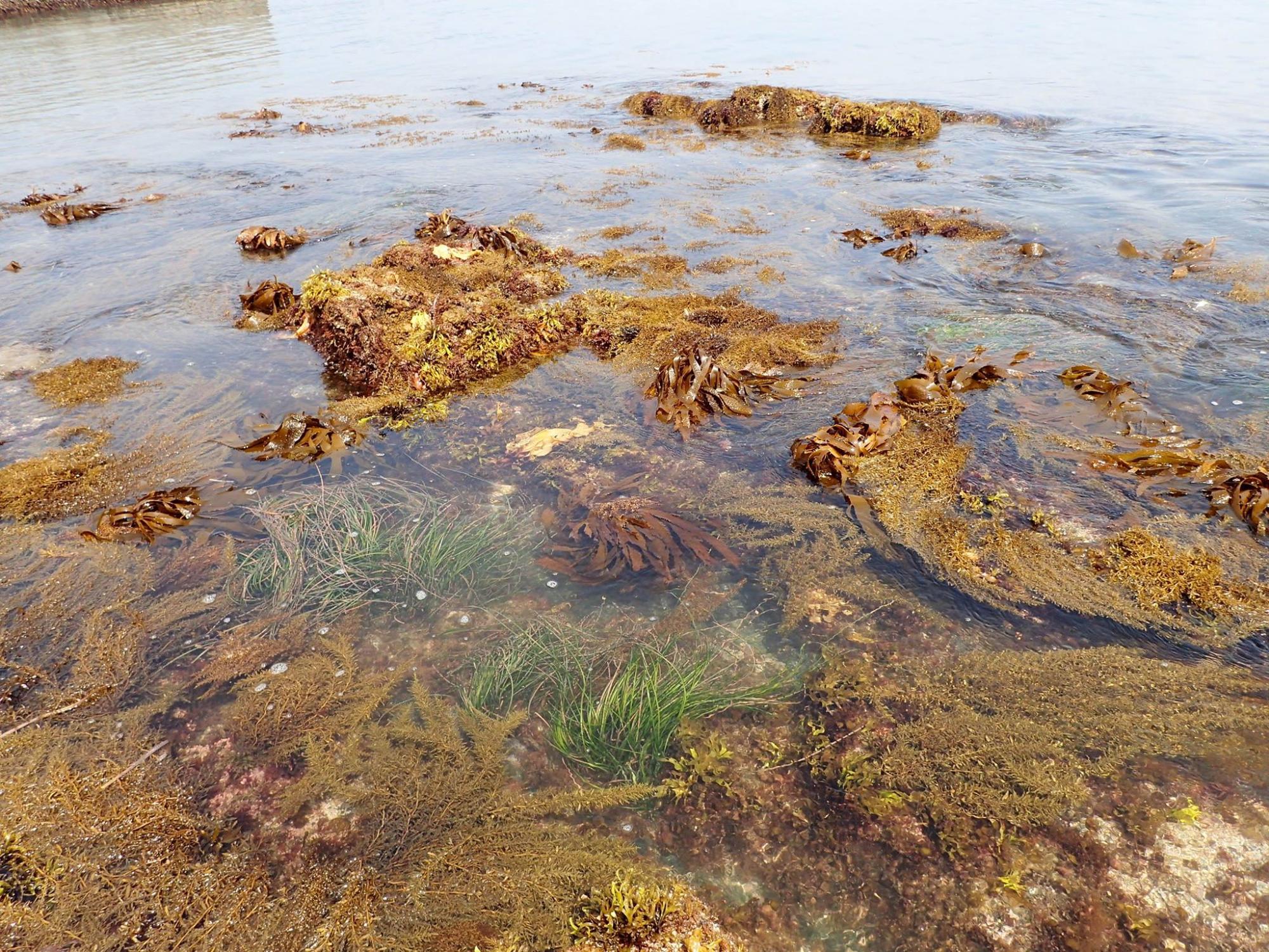 潮が引いた海岸の岩場で、海藻や草が水中に見える様子の写真