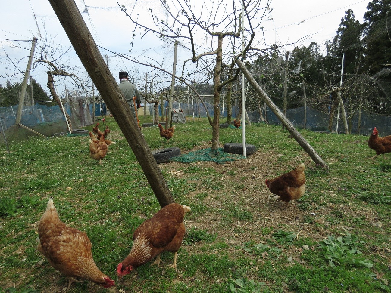 奥の方に帽子をかぶった作業服の男性が作業をしており、放し飼いの十数羽の茶色いニワトリが自由に歩き回っている写真