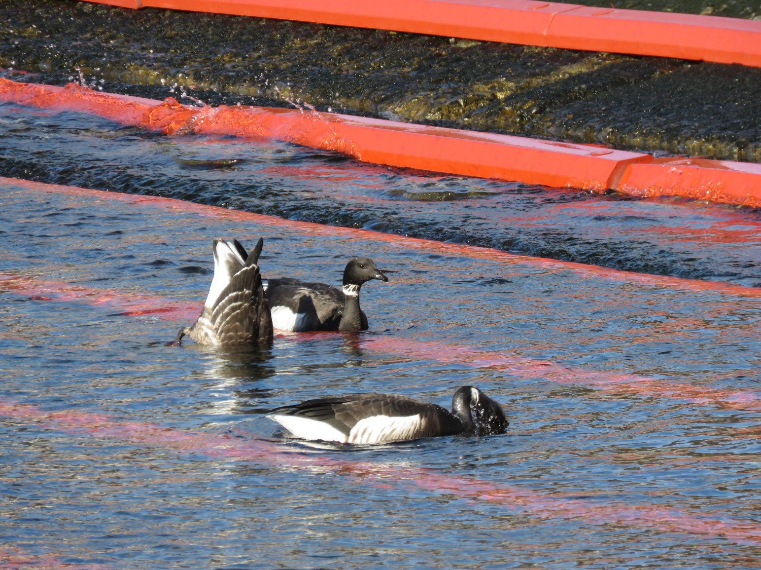 赤い浮きの近くで泳ぎ、1羽が水面に浮かび、2羽が顔を水に入れて餌を狙っている黒っぽいガンの写真