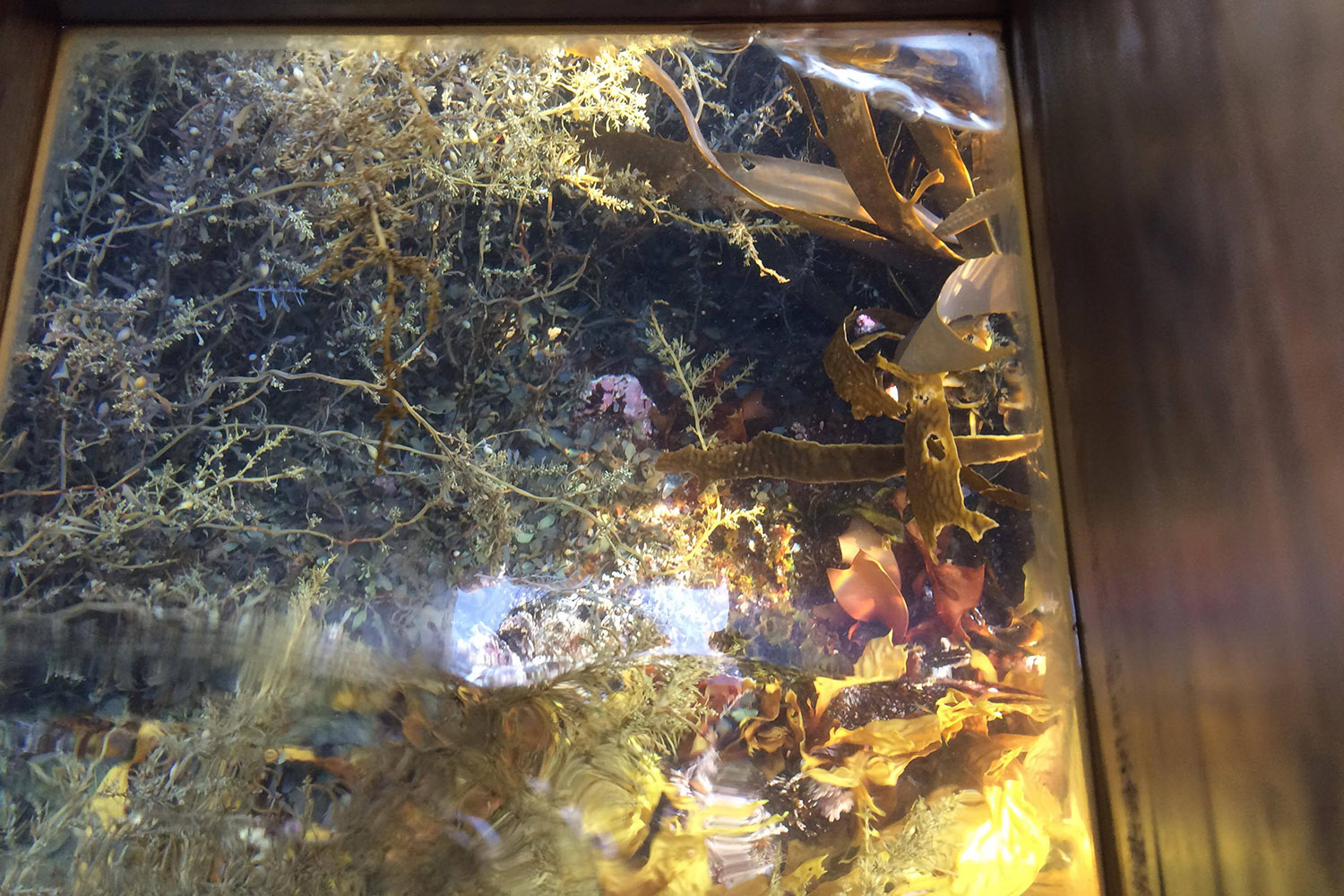 海藻や植物が写っている箱メガネで海を覗いた様子の写真