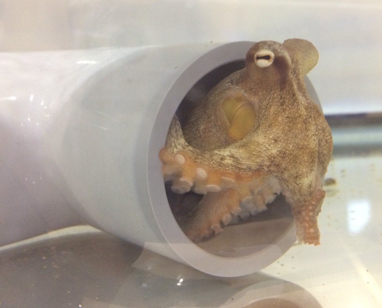 白いプラスチックのパイプの中からタコが顔を出している写真
