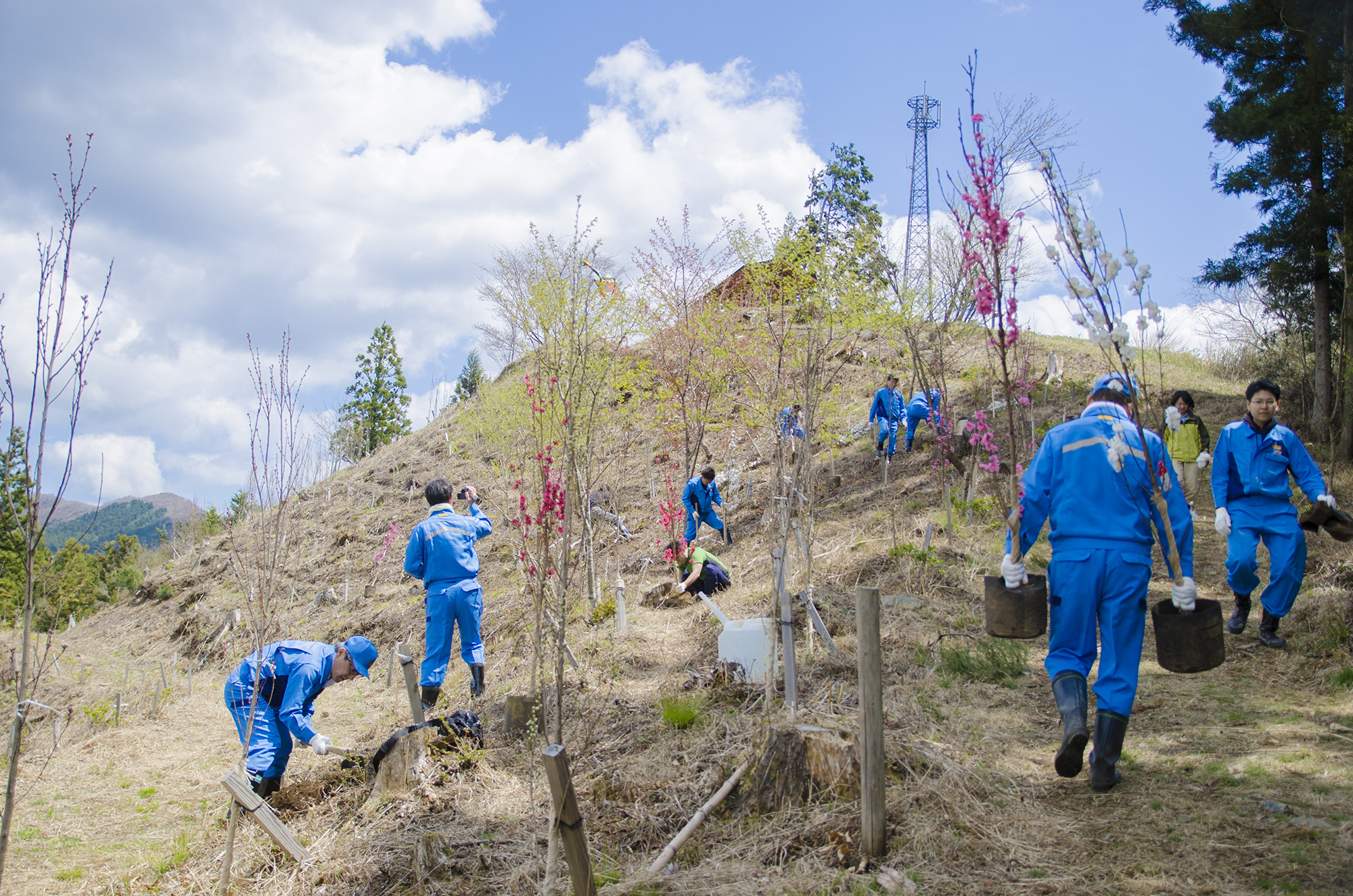 花見山の斜面で青い作業服を着たボランティアの方々が、苗木を運んだり斜面を整備している様子の写真