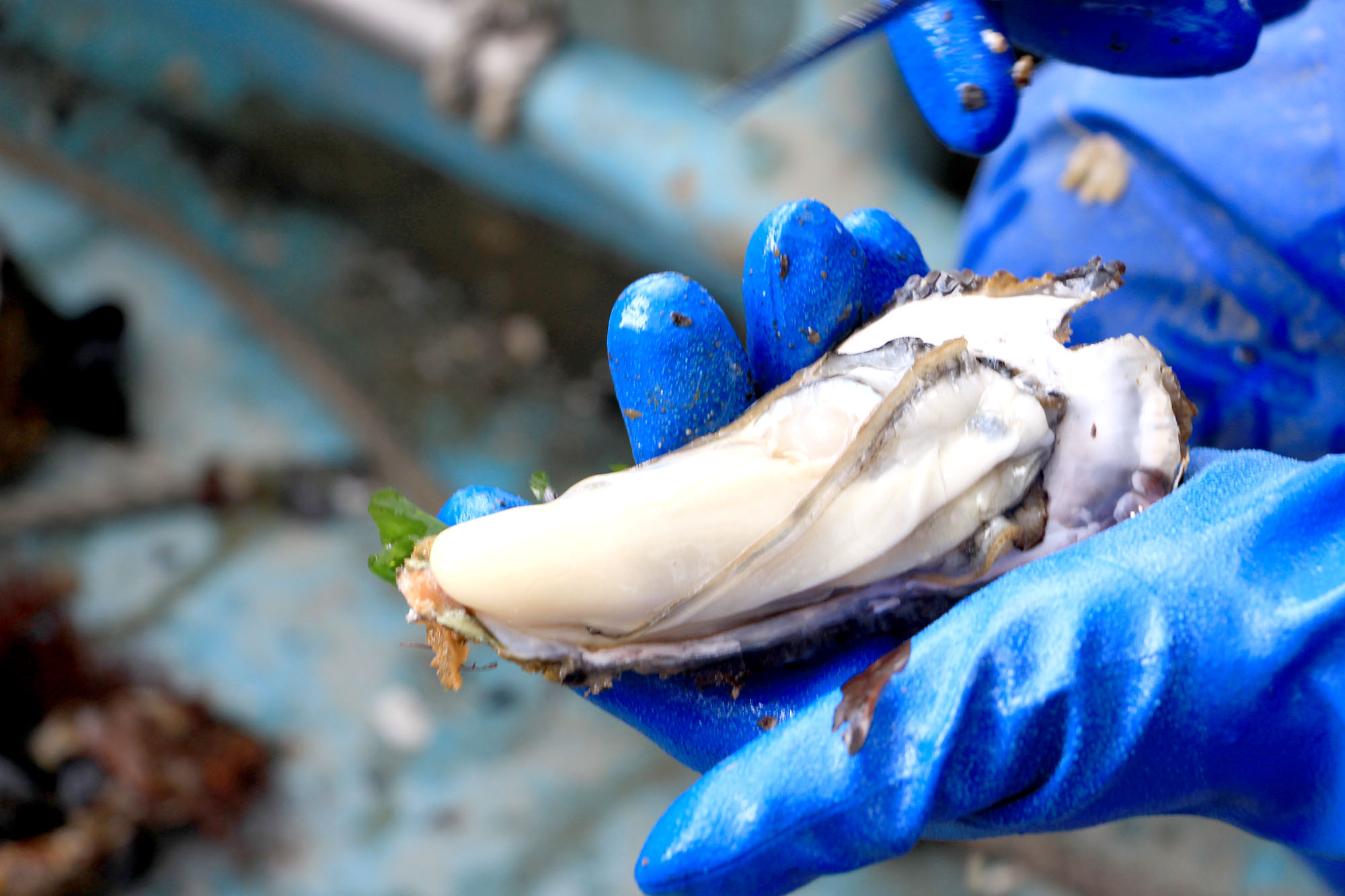 青いゴム手袋をした人が、殻を開いた大ぶりの牡蠣を持っている作業中の様子を捉えた写真