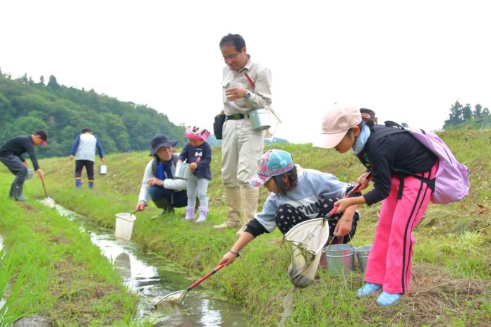 子どもたちと大人が田んぼの脇の小さな用水路でタモ網を使って水生生物を探しながら、生きもの観察をしている様子の写真