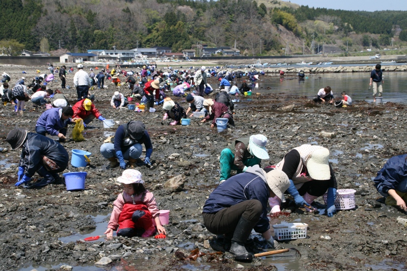 干潮時の海岸で大勢の人がしゃがんだり膝をついたりして、熊手で砂を掘り、バケツに貝を集めながら潮干狩りを楽しんでいる写真