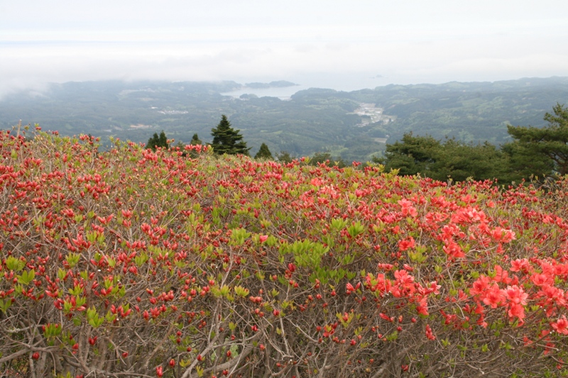 山頂のつつじがたくさんのつぼみをつけ、一部にはピンク色の花が咲いている様子越しに、緑の山々とその先の海の景色を撮影した写真