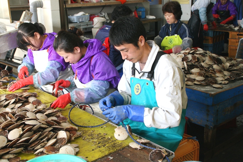 エプロンと手袋を着用した数人の作業員たちが、大量のホタテの貝が山積みになった台の上で、黙々とホタテの貝殻に穴を開け、1個ずつロープに取り付ける作業をしている様子を写した写真