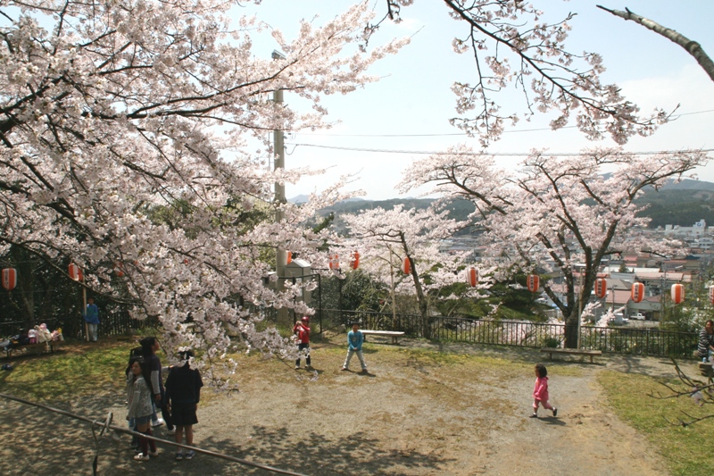 丘の上の広場で、満開の淡いピンク色の桜が青空に向かって咲き誇り、赤い提灯が吊り下げられた木の下で数人の親子連れや子どもたちが遊んでいる東山公園の満開の桜を写した写真