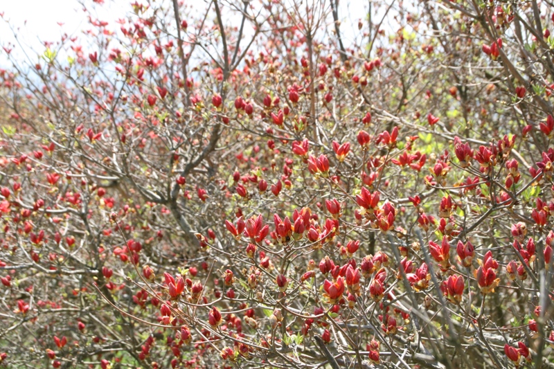 四方に伸びた枝先に、無数の赤いつつじのつぼみが膨らみ始めている田束山のつつじの写真