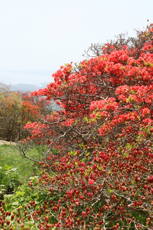 田束山の山肌に広がる緑の木々の中で、赤やピンクのつつじが密集して咲き誇り、遠景には山々や海がかすんで見える田束山のつつじの写真