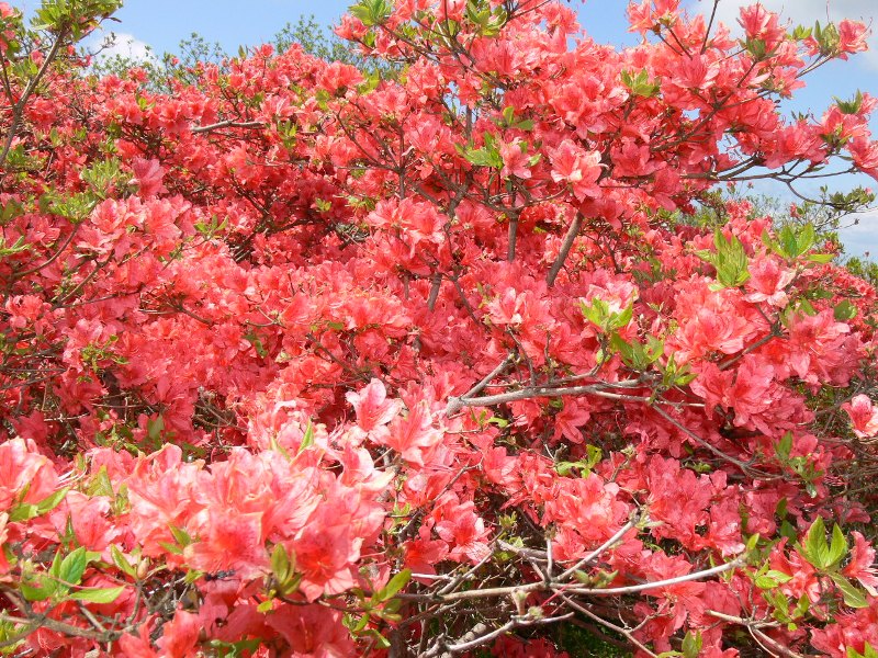 鮮やかなピンク色のツツジの花が満開に咲いている田束山つつじの写真