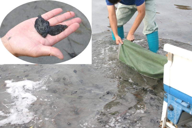 浅瀬の水辺で青い長靴を履いた男性が緑色の網からホシガレイの稚魚を放流し、水中に泳ぎ出す様子と、左上の挿入写真で手のひらに乗せられた小さなホシガレイの姿が写された放流活動の様子の写真