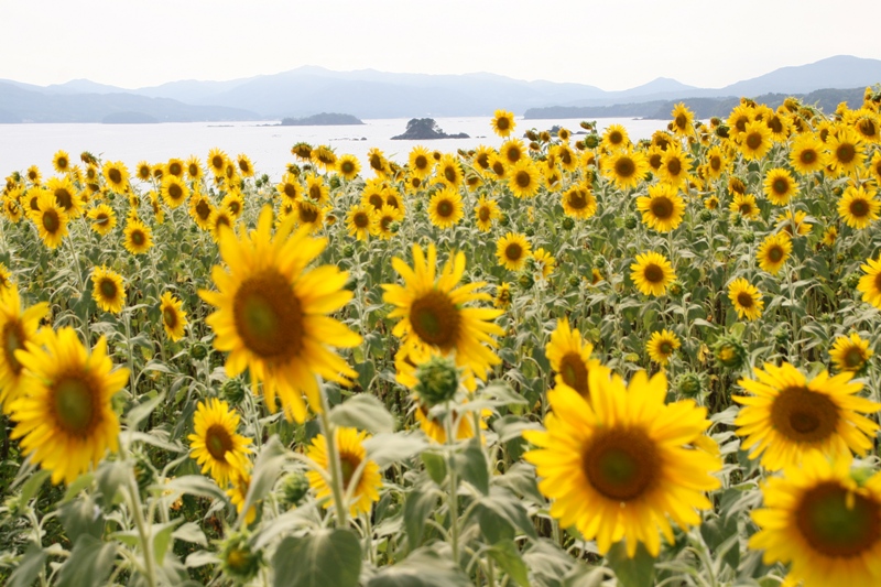 海と遠くの島々や山々を背景に、満開の黄色いひまわりが一面に咲き誇る風景を写した写真