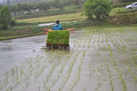 田植え機に苗を積んだ男性が運転しながら水田に稲を植えている後ろ姿の写真