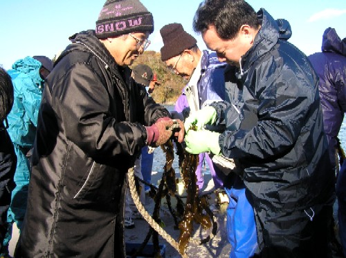 数人の人々が、岸壁のような場所でロープに付着した海藻を共同で作業している漁業体験交流の様子の写真