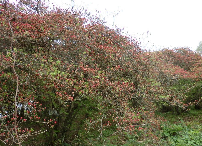 濃いピンク色の小さな蕾を無数につけたツツジの木が並んでいる田束山のツツジの写真