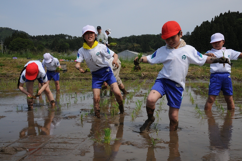 水のはった田んぼに体操服を着た子ども達がひざ下まである泥の中に入り、小さな苗束を手に持って田植えをしている様子を写した写真