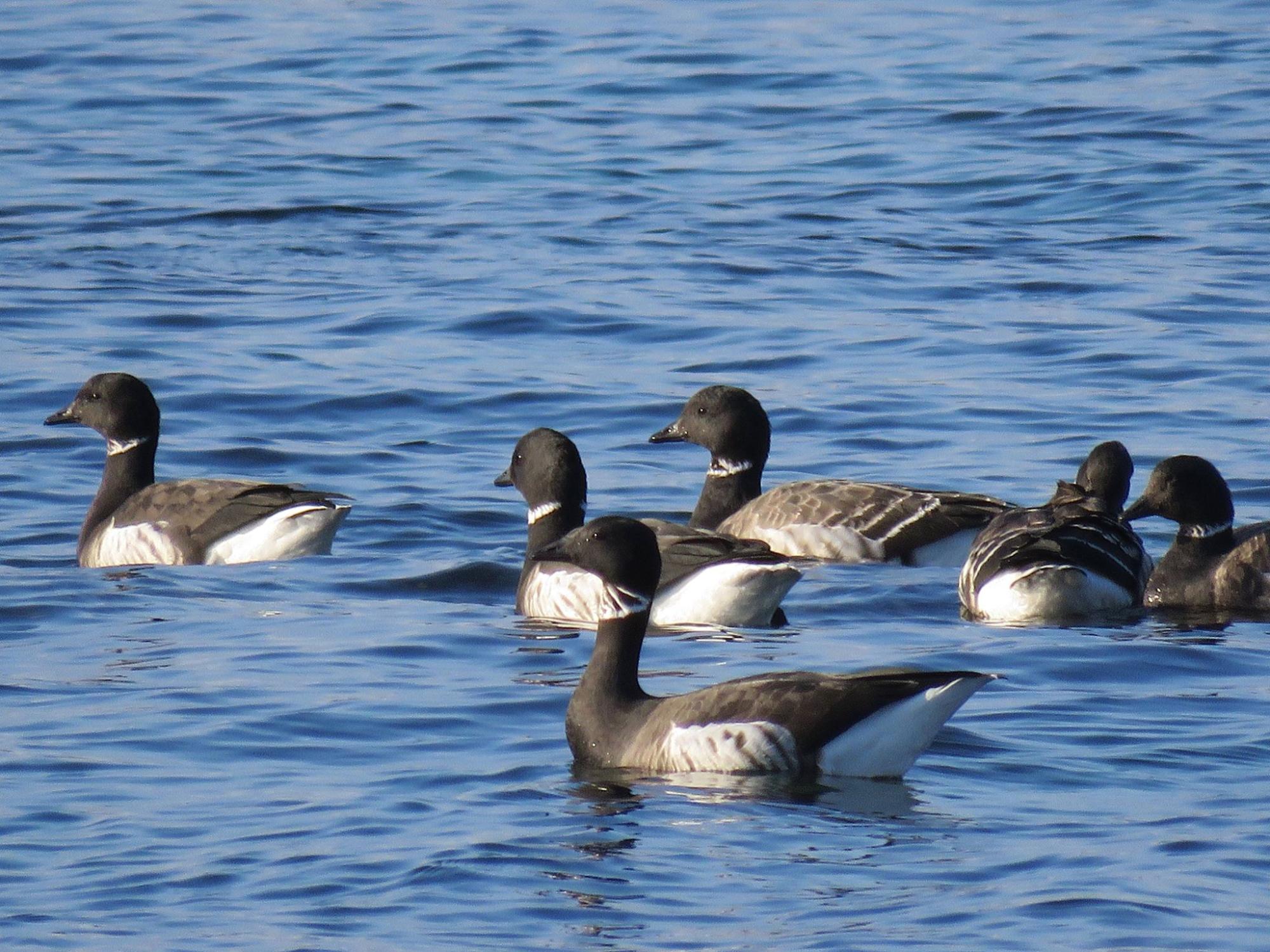 穏やかな水面に浮かぶ6羽の黒と白の鳥が写っている写真