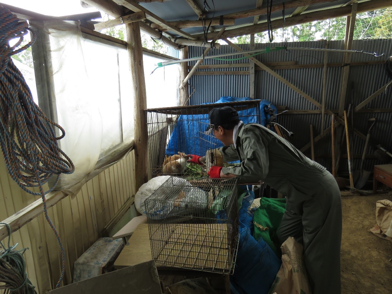 屋根と壁が木とトタンで作られた小屋の中で、作業着を着た仲松さんが金網の動物用ケージの中にいるウサギに手を伸ばして優しく撫でている写真