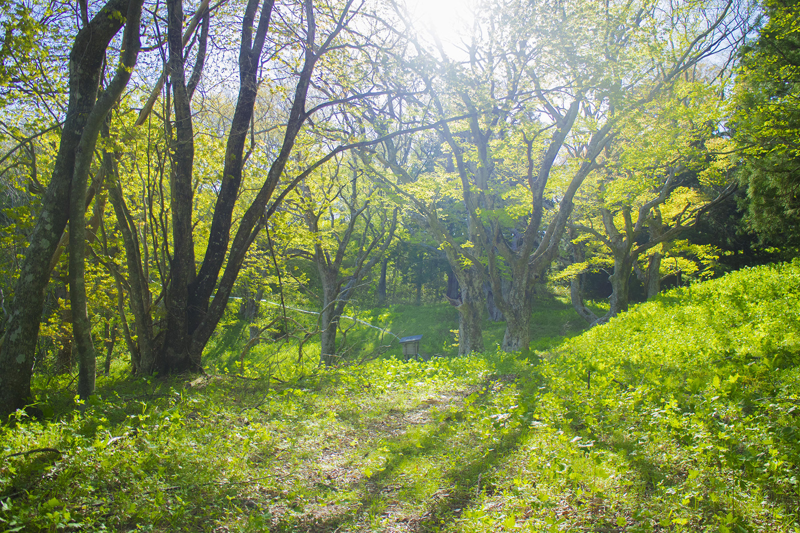 新緑の草木が太陽の光で輝くトレイルの写真
