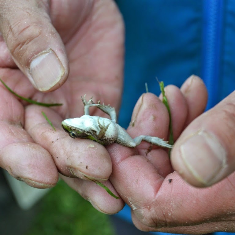 男性の手のひらの上で、お腹を上にして横たわっている小さなカエルを優しく持っている写真
