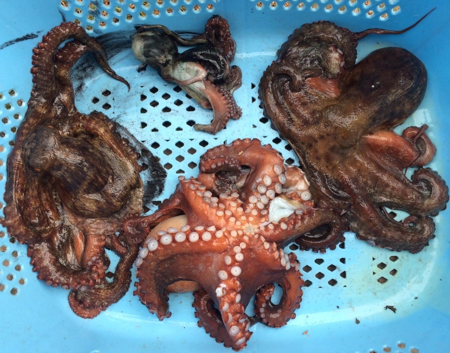 青いかごの中に沢山のたこが入っている写真