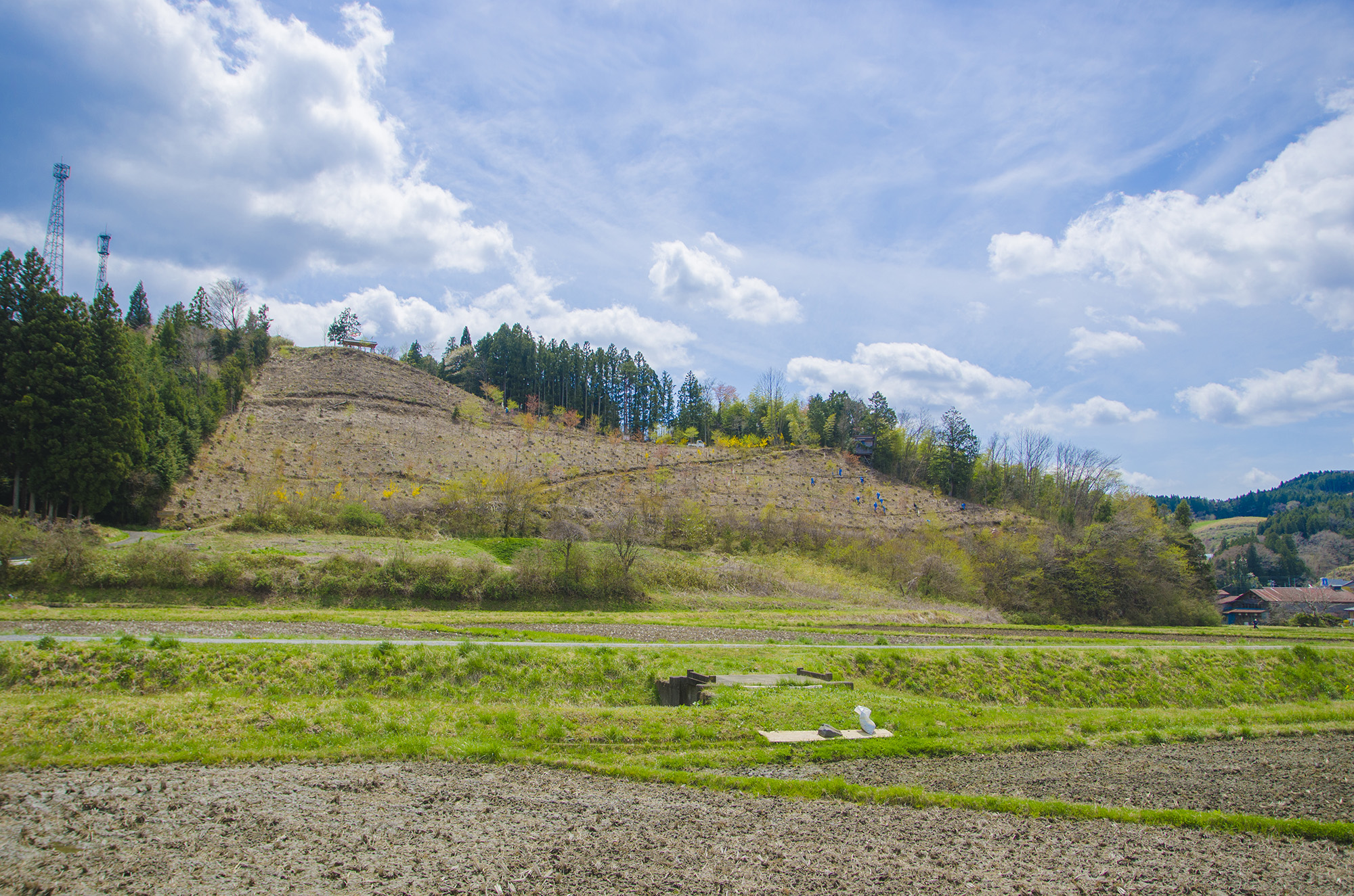手前に田んぼが広がる奥に見えている整備された花見山全景を写した写真