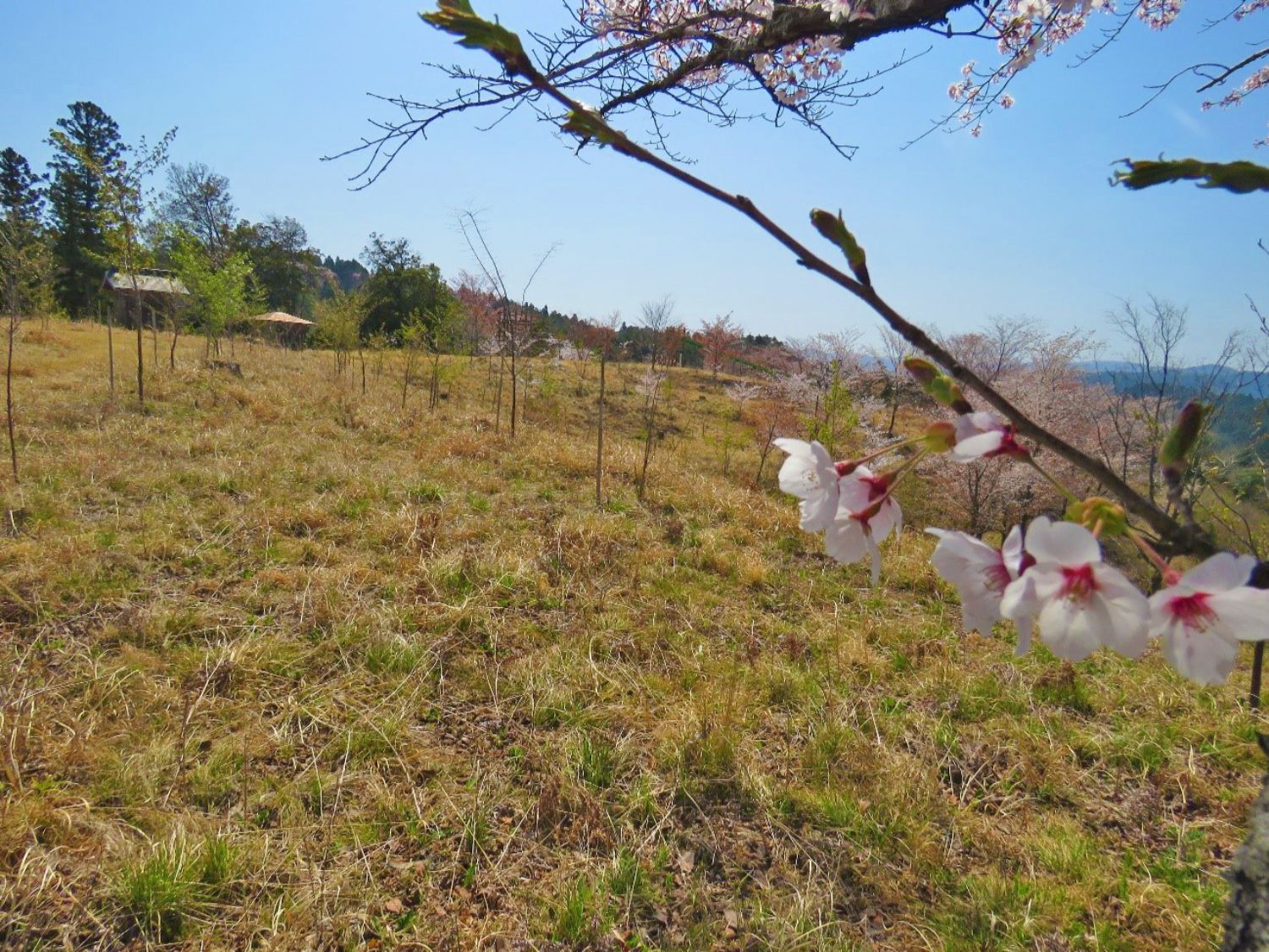 前景に桜の枝に咲く薄桃色の花が写り、奥にはまだ若い木々がまばらに立つ枯れ草混じりの広い原っぱが広がり、その向こうに遠くの山並みと青空が見える春の高原の風景の写真