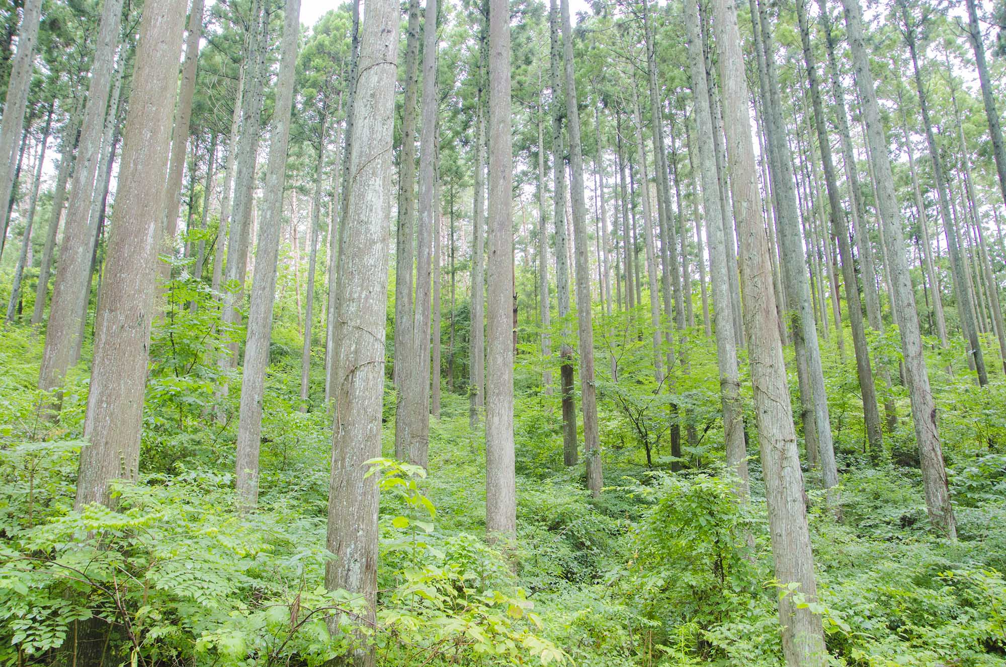 背の高い杉の木がまっすぐ空に向かって伸び、足元には青々とした下草が生い茂る、静かで爽やかな空気に包まれた山の中の美しい森林風景を写した写真