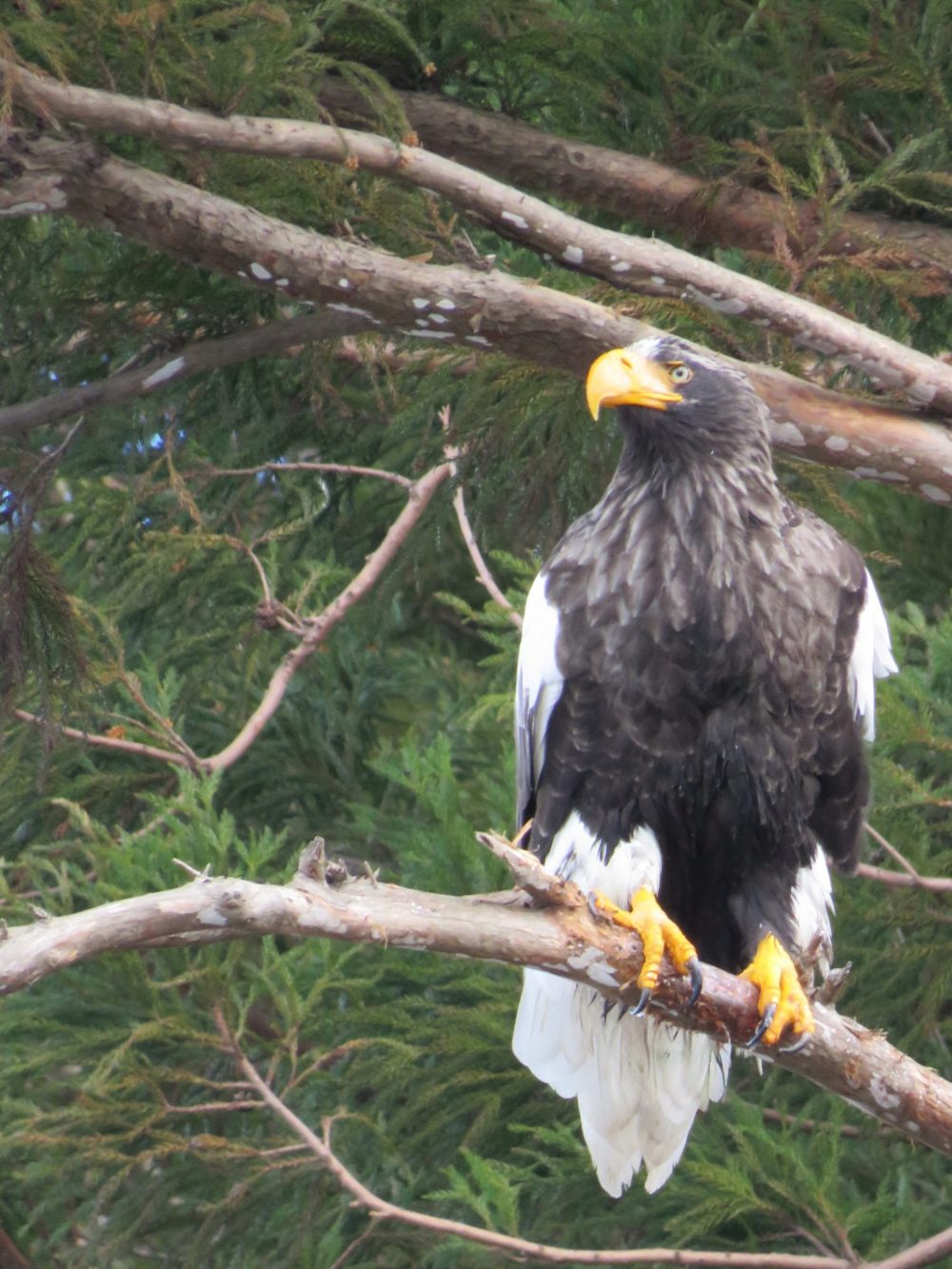 羽は白く体は黒くて大きな黄色いくちばしと鋭い目つきを持つオオワシが木の枝にとまっている写真