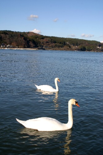 青く穏やかな水面に浮かぶ純白の2羽の白鳥が、こちらに向かって優雅に泳いでおり、背景には小高い山と青い空が広がる風景写真