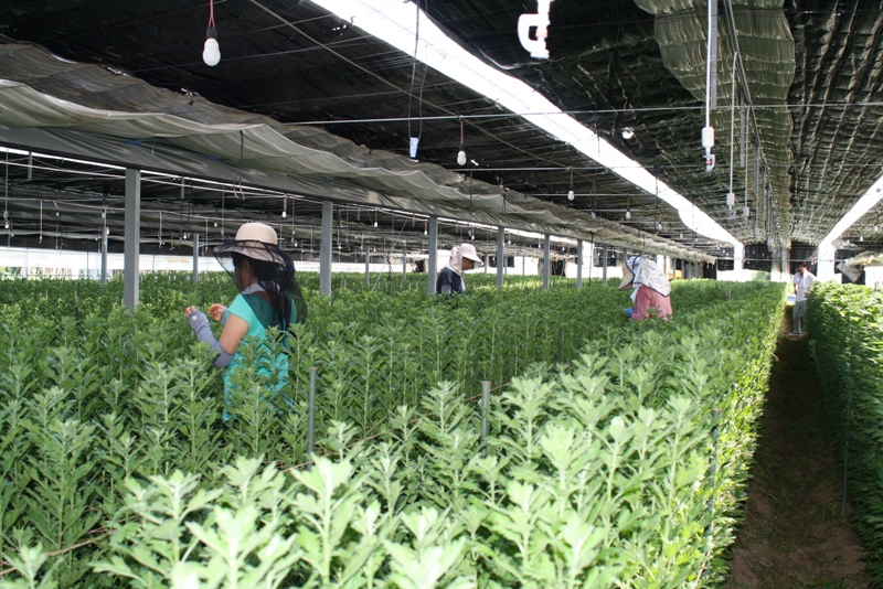 栽培ハウス内一面に青々とした菊が植えられ、麦わら帽子や日よけをつけた作業者の方々が丁寧に手入れしている様子を写した写真