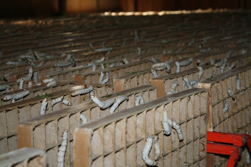 格子状の仕切りが入った箱が無数に並び、白くて節のあるたくさんのカイコさんが箱の縁に沿って張りついている様子の写真