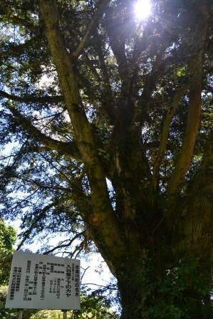 大きな幹をもつ古木の枝の間から太陽の光が差し込み、左下にはこの木に関する説明看板が立てられている古木の写真