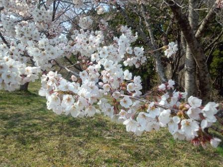 満開の白い桜の花が枝いっぱいに咲いており、背景には他の木々や緑の芝生が広がっている、春の自然を感じさせる桜の写真