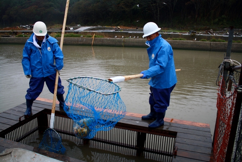 八幡川の川辺で青い作業服と白いヘルメットを着た二人が木製の足場の上から大きな青い網を使って川に戻ってきたサケを捕獲している様子が写っている写真