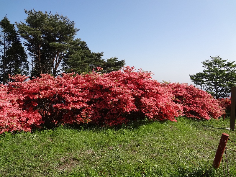 満開のツツジが青空の下で鮮やかに咲き誇る田束山のつつじの様子の写真