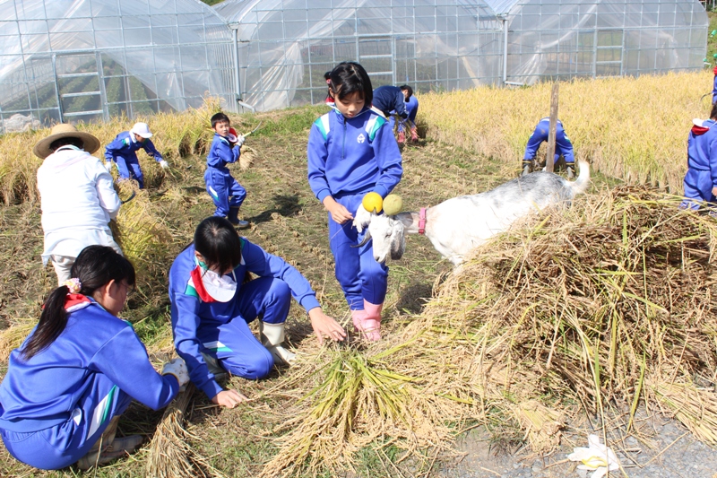 青いジャージ姿の生徒たちが田んぼで稲を手で束ねて稲刈りをしており、そばでは白いヤギが生徒たちのそばで様子を見ている稲刈りの様子の写真