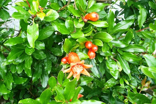 濃い緑の葉の中に赤い実とオレンジ色の花をつけたザクロの木が生い茂っている様子の写真