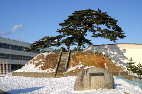 薄く雪化粧した広場に、石碑と雪を被った土盛りの上に枝を広げた大きな松の木が立っている志小の松の写真