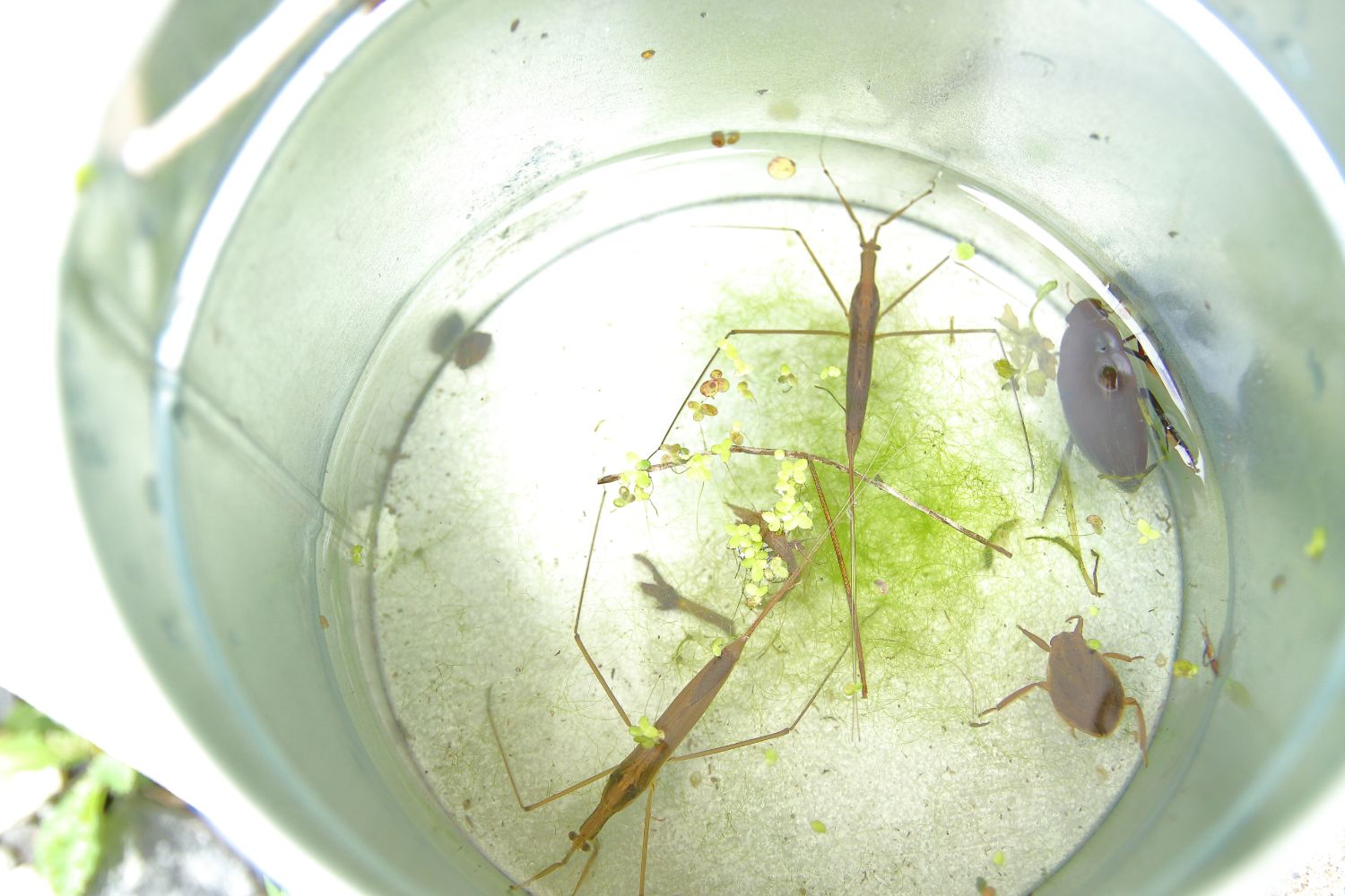 ステンレス製のバケツの中に、水草と一緒に入れられたミズカマキリやタガメなどの水生昆虫が数匹写っている様子の写真