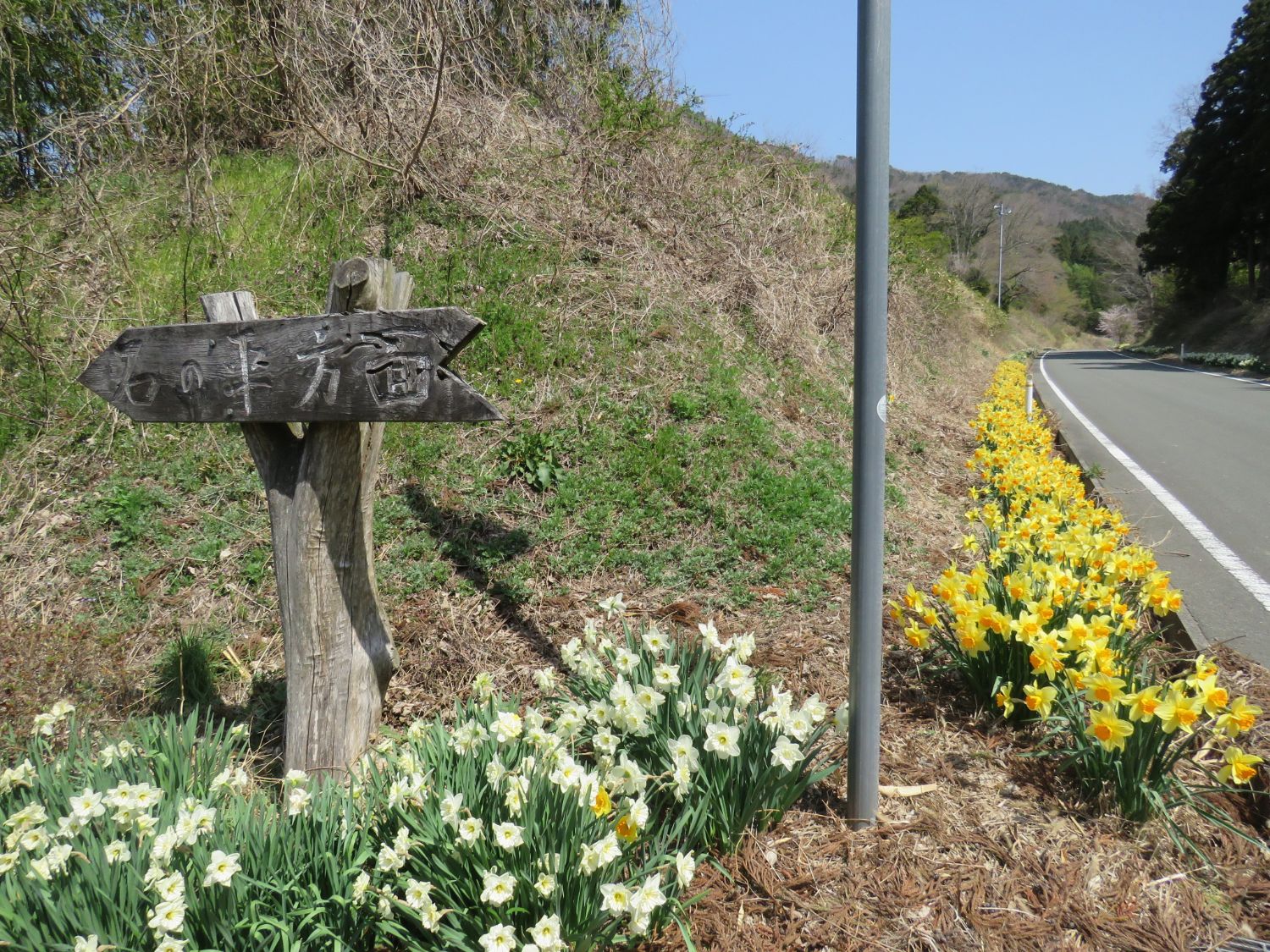 木製の道しるべに「石の平方面」と彫られ、両側にスイセンが咲き誇る舗装道路がカーブしながら山の中を通る写真