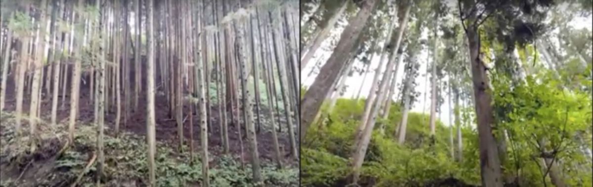 左側：下草がなく地面がむき出しで木が密集している管理されていない山林、右側：木の間隔が広く下草や低木が育ち光が差し込む管理さえている山林の写真