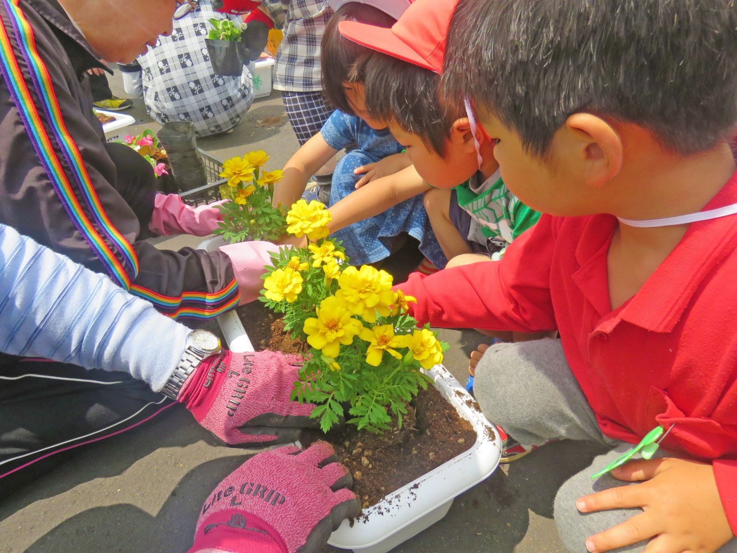 赤い帽子の子どもたちとピンクの手袋をつけた大人が一緒にしゃがみ込み、黄色のマリーゴールドの苗を白いプランターに植えている様子の写真