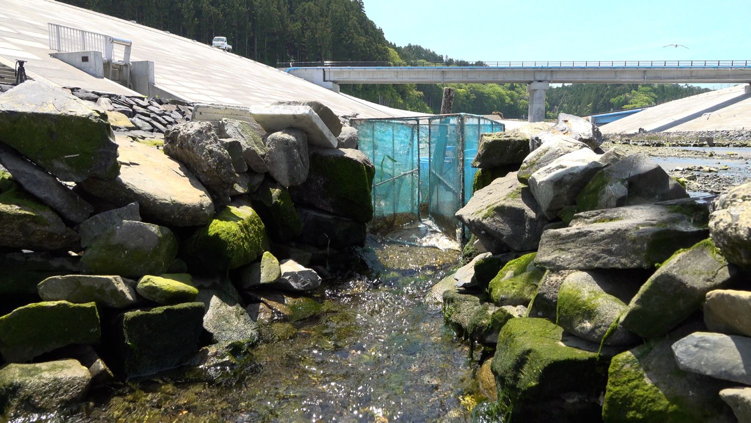 苔むした石垣の間を小川が流れ、その先に青い網の仕掛けが設置されていて小さな魚などを捕獲できる構造になっている写真