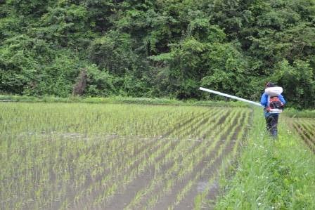 水田のあぜ道に立った男性が、背負った機械から白いノズルを伸ばして米ぬかペレットを散布している様子の写真